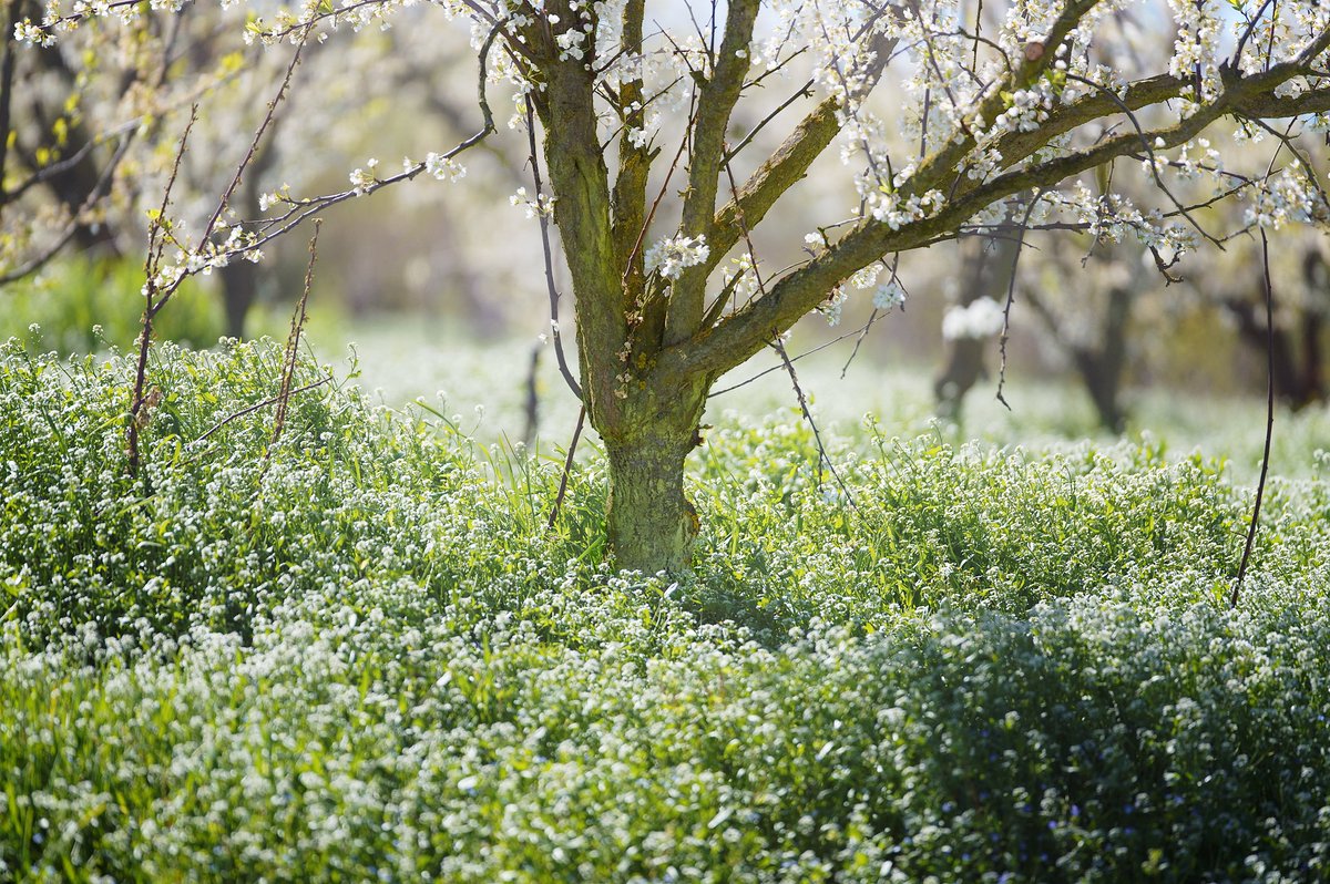 - the white house - 
the infinite spring of some days, takes the heart for a walk.
#Sigma70_200 f2.8 Sport