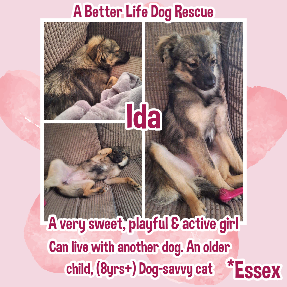 8mo small/med Cross Breed IDA was found along with her brothers, abandoned on the street in a cardboard box. They were so fortunate to survive. Recently ABLDR brought Ida over to the UK into foster, so she can be better socialised & get used to living in a home. She is currently…