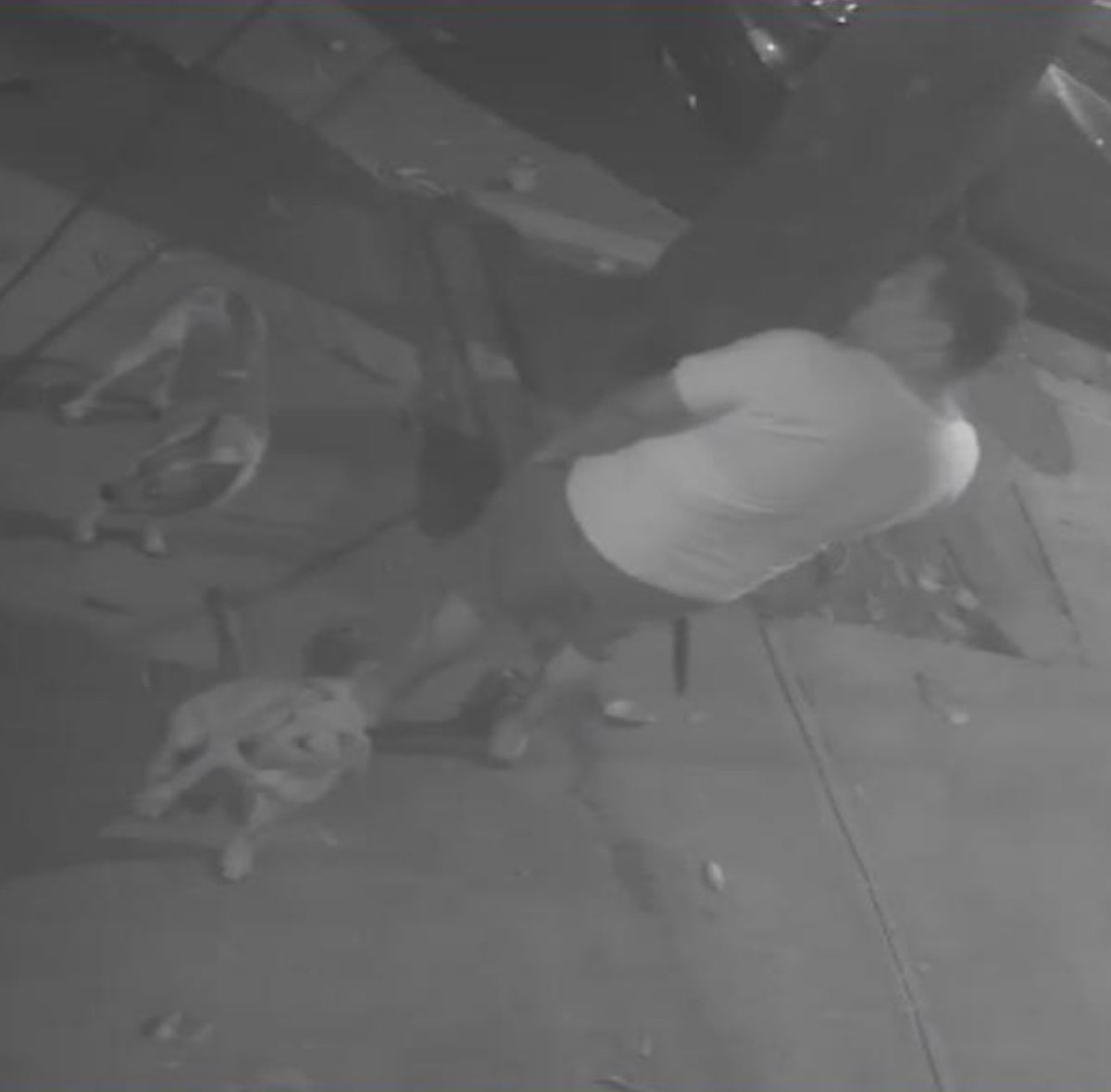 JamuNews's tweet photo. @En_laDelValle hola vecinos, si alguien ubica al dueño de estos perritos, díganle porfa que no sea marrano y levante las 💩s de sus mascotas..  Esto fue anoche en Enrique Rebsamen casi esquina San Borja… 
Graciass.. buen día.. https://t.co/oyKljlLca4