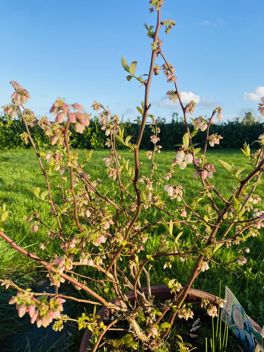 1st flower on my wee Magnolia tree. Cherry blossom coming on and the pear tree and blueberry bush are both coming along nicely. Lovely to see some growth after a fucking extended biblical flood.