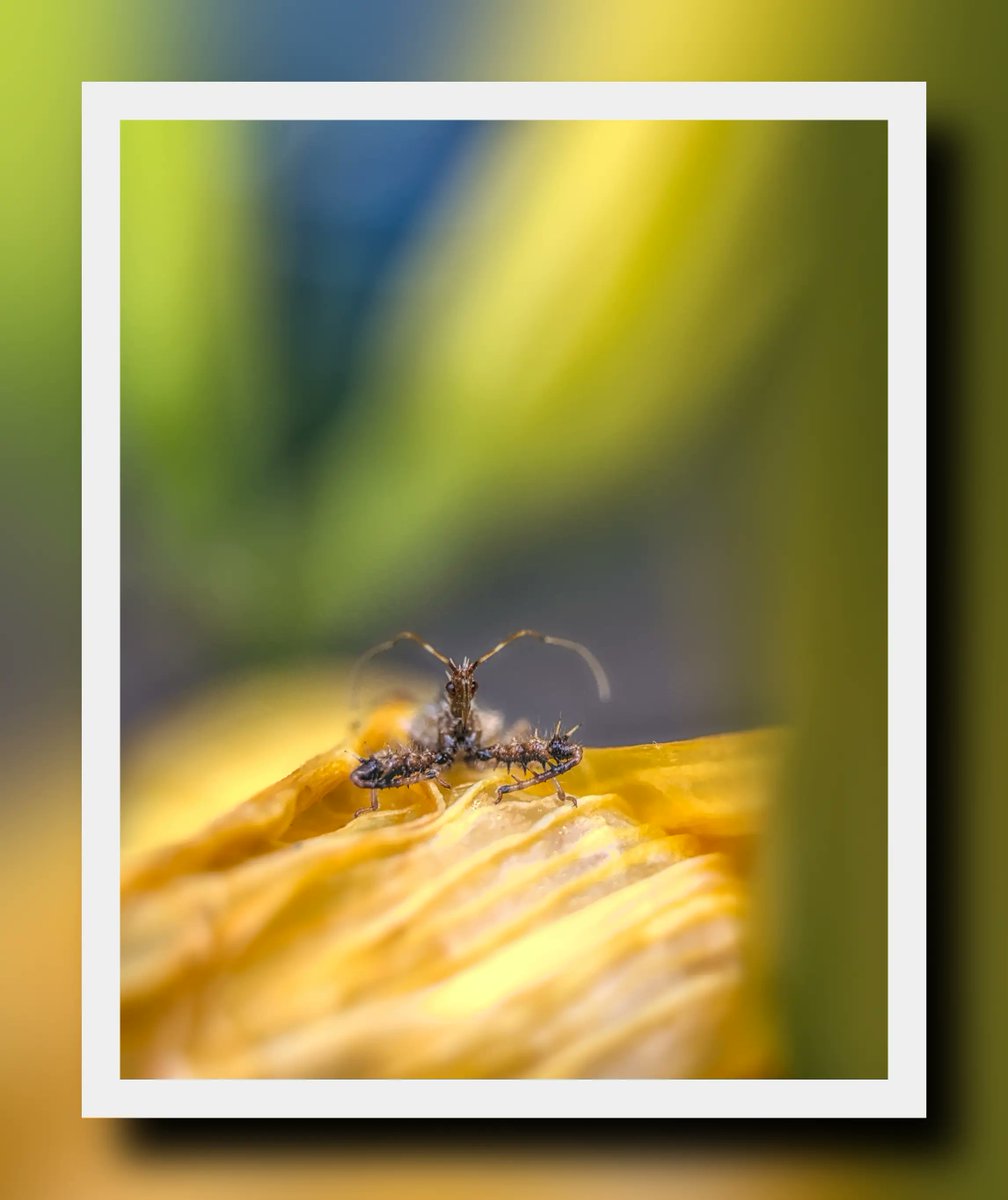 A bug rests on a flower.

#wildlifephotography #macrophotography #yellow #nature #naturephotography #insects #insectphotography #atlphotographer #Georgia #peachtreecity #tyrone

Reminder: colors look better on my Insta -> @jorinryms

(You can see tech info on my other socials)