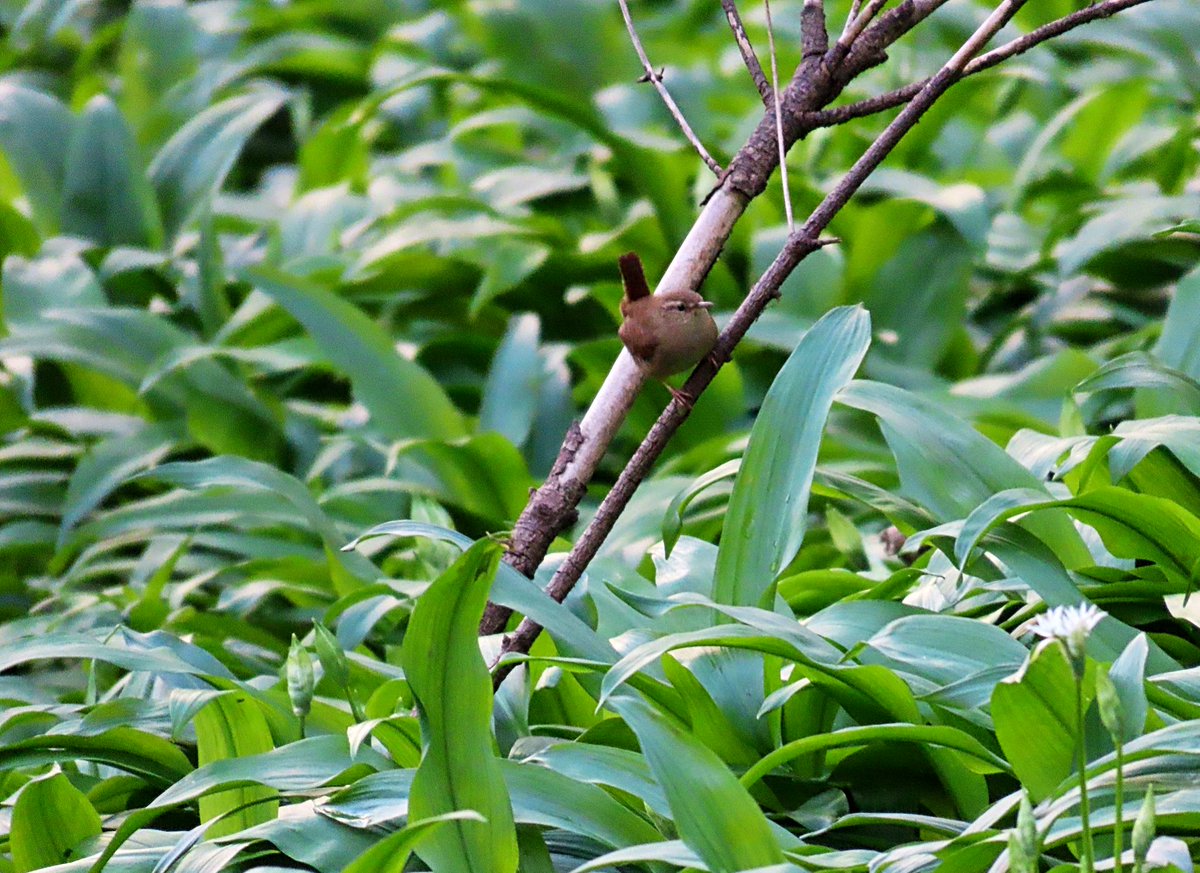 Woodland floor @ScotWildlife #BrockWood is carpeted in #wildgarlic that’s ready to burst into flower. #Primroses dotted through the #woodland and a wee #wren posed briefly. 📷 (c)SMDavies