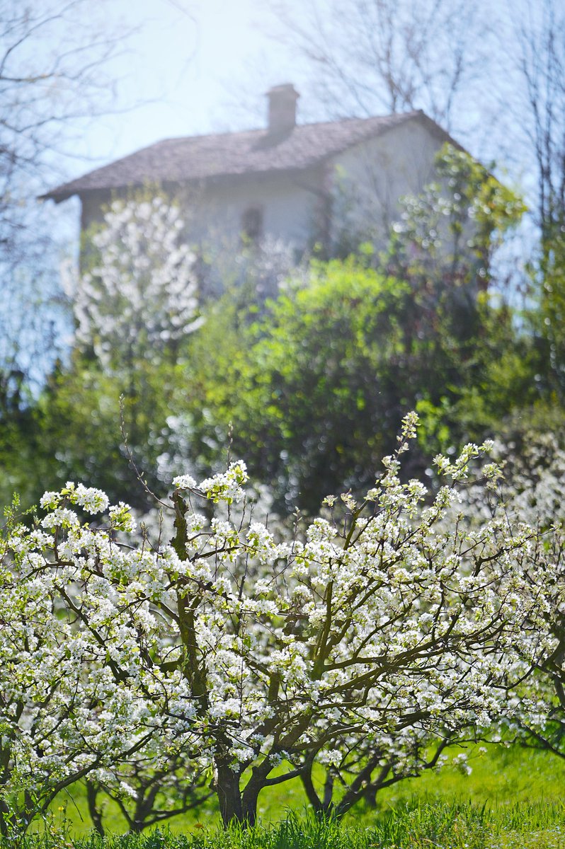 Marco_Dadone's tweet photo. - the white house - 
the infinite spring of some days, takes the heart for a walk.
#Sigma70_200 f2.8 Sport https://t.co/iojx2bKUHj