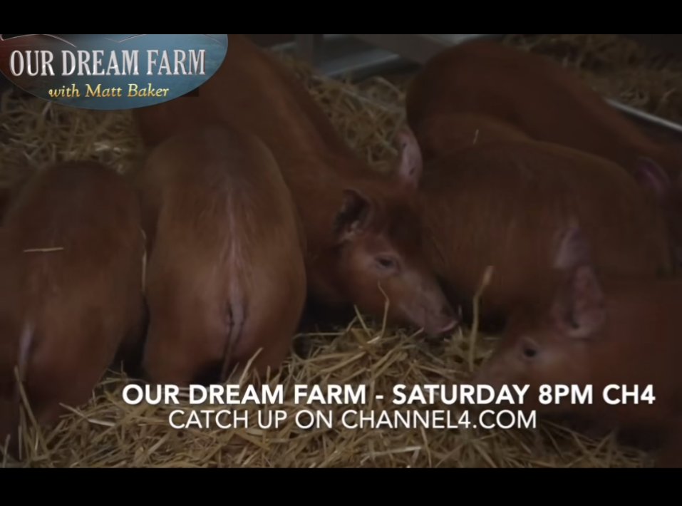 Is everyone ready for our Tamworth piglets on Channel 4 tonight? They're bound to steal the show surely!
.
#pedigree #tamworth #piglets #ourdreamfarm #nationaltrust #northumberland #allenvalleys