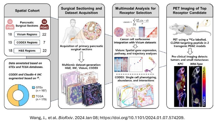 In a study using @WUSTL #HTAN data and #SpatialTranscriptomics, @JaiW_Seo, @Greg_Charville, @WalterPark_MD, et al. characterized #PancreaticCancer cell surface markers and designed a treatment strategy targeting claudin-4 @biorxivpreprint biorxiv.org/content/10.110….