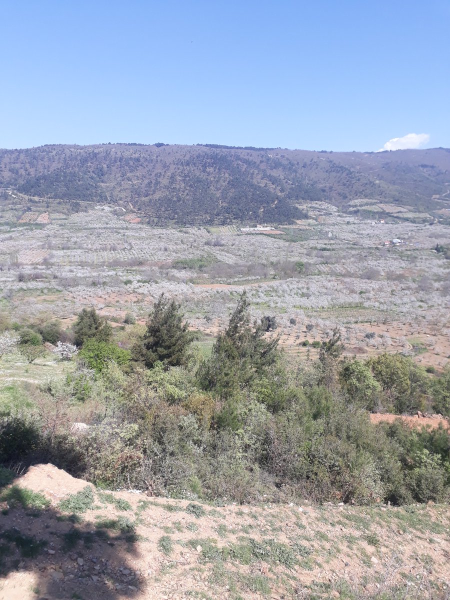 ayalova's tweet photo. Cennet'i halketmek, bir bahar kadar kolaydır. 
Bir baharı icad etmek, bir çiçek kadar rahattır. https://t.co/WofHJ6pPvo