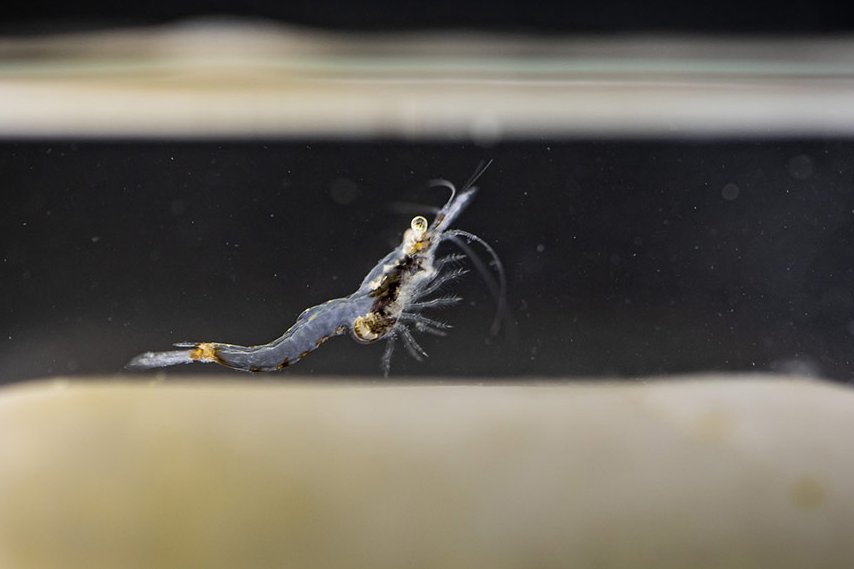 Csaba Vad (@csabavad1) on Twitter photo How does the diet selection of omnivorous invertebrates change with food densities? In our new study by <a href="/vysneha9/">Varsha Rani</a> et al, we studied an invasive mysid and showed a shift from zooplankton to a smaller and less profitable microalga once it is present in sufficient amounts. How does the diet selection of omnivorous invertebrates change with food densities? In our new study by <a href="/vysneha9/">Varsha Rani</a> et al, we studied an invasive mysid and showed a shift from zooplankton to a smaller and less profitable microalga once it is present in sufficient amounts.