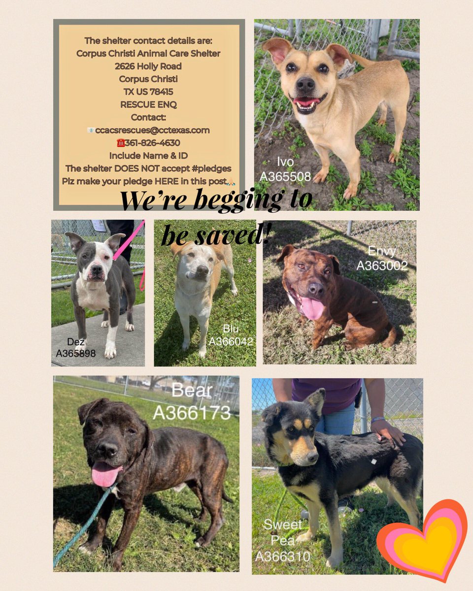 🆘URGENT SAVE‼️
They have til Monday @ Corpus Christi ACS. Then they will be put down💉‼️
Sweet dogs! We don’t want that 2 happen! SAVE❗️
IVO #A365508
DEZ #A365898
BLU #A366042
ENVY #A363002
BEAR  #A366173
SWEET PEA #A366310
They need ❤️❗️❗️
PLEDGE 4 #RESCUE #FOSTER
#ADOPT them!