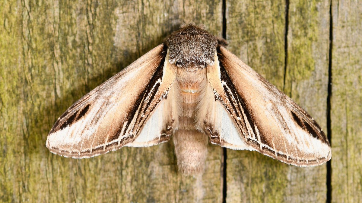I want to avoid photographing a Waved Umber again 'cos it gave me the runaround. Last night's trap (16/7) also contained a couple of new #moths for the year - a Swallow Prominent and a White-shouldered House-moth. 

#MothsMatter #TeamMoth #GardenforWildlife