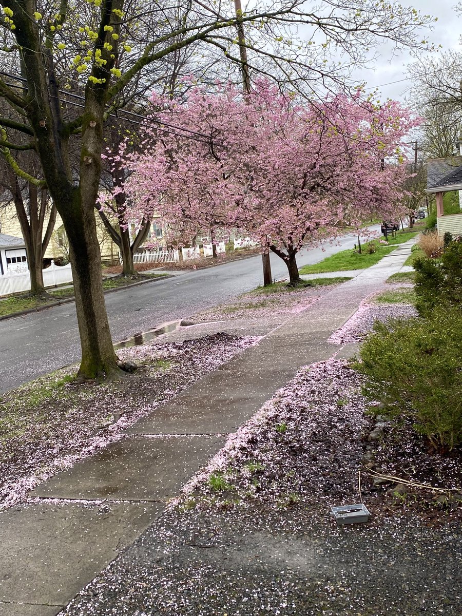 every spring i wait, anxiously, for the weekend in april when my neighbor’s tree bursts & blossoms & showers the block in precious pink.