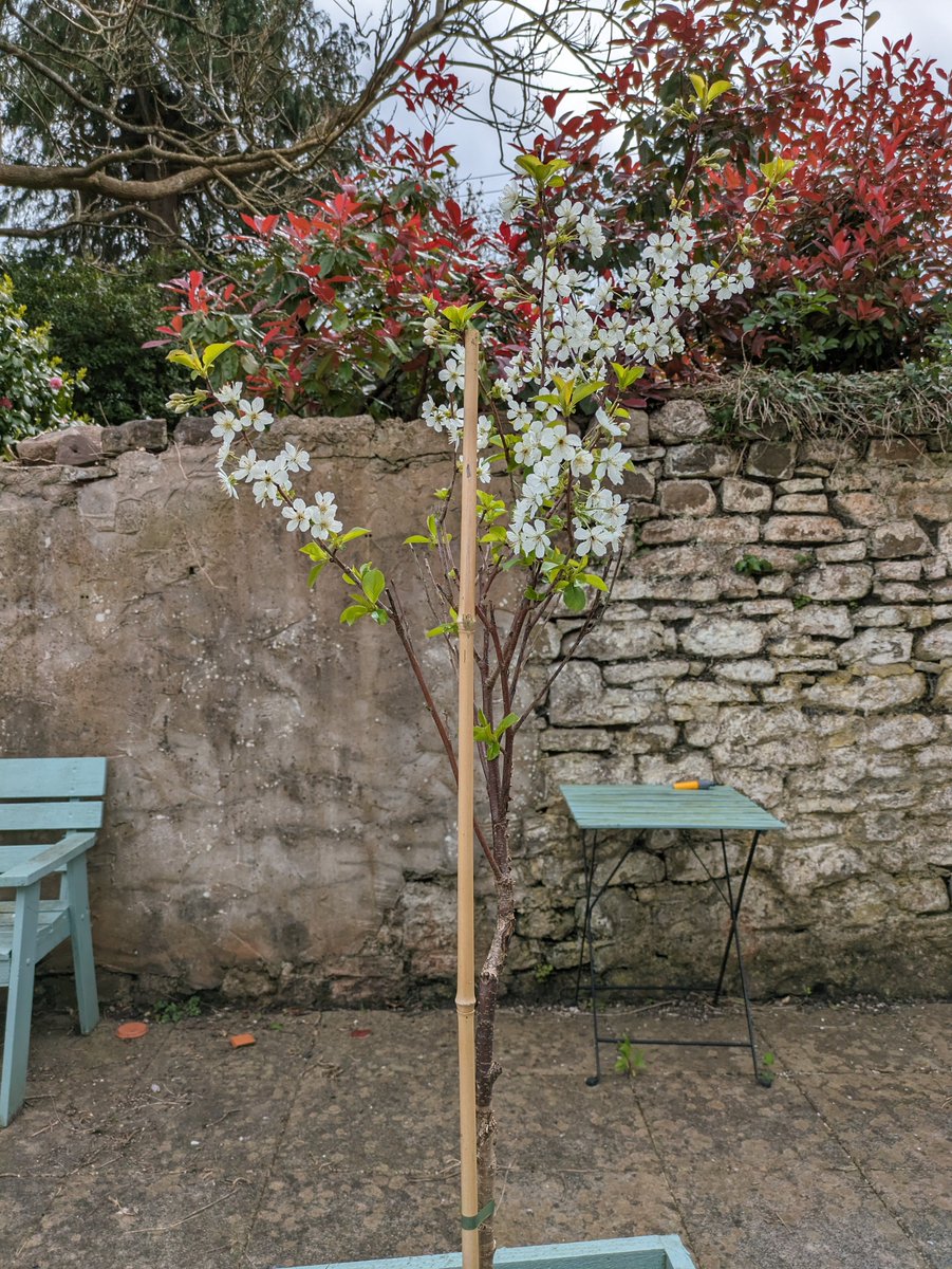 We planted a cherry tree last year and it's looking rather spendid.