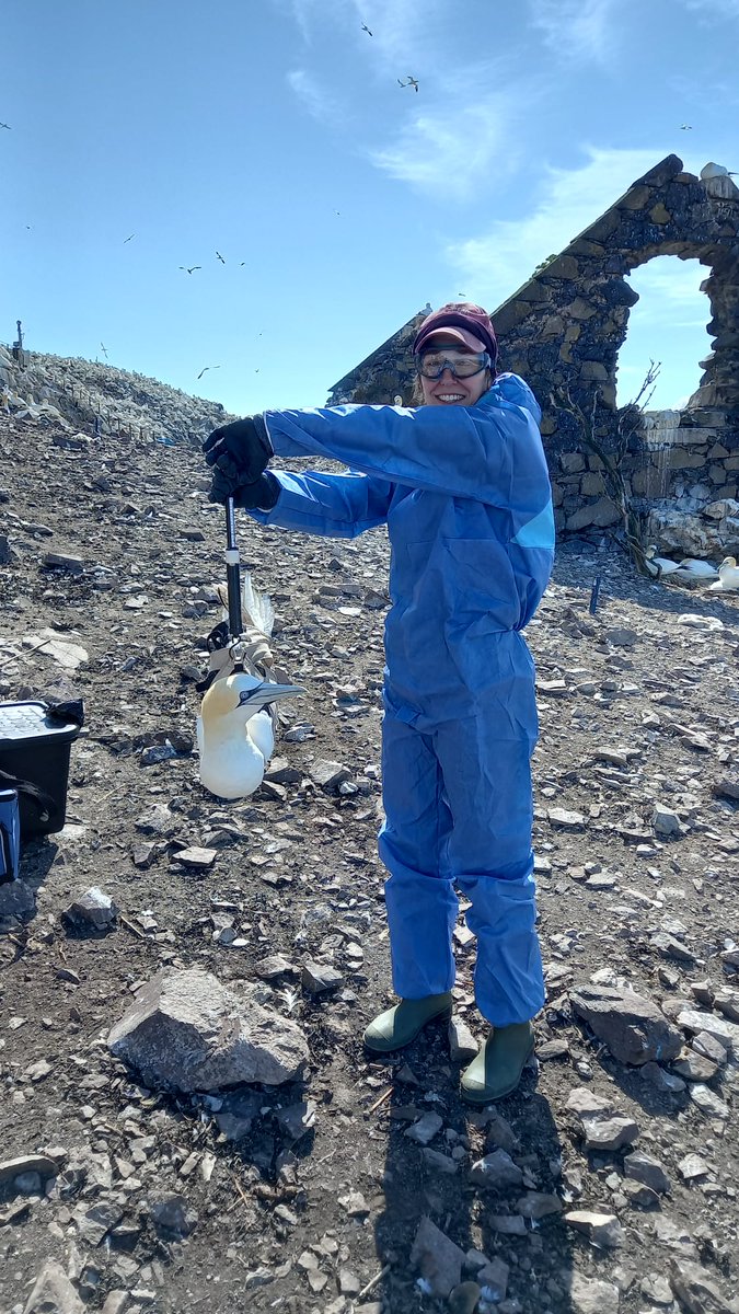 #WomenInSeabirdScience
Kirsty Ann Franklin <a href="/kirstyyfranklin/">Kirsty Franklin</a> is a Senior Conservation Scientist at RSPB researching #PterodromaPetrels and other #seabirds in the East Indian Ocean, #offshorewind impacts on UK seabirds, movement of #EuropeanStormPetrel and #NorthernGannet