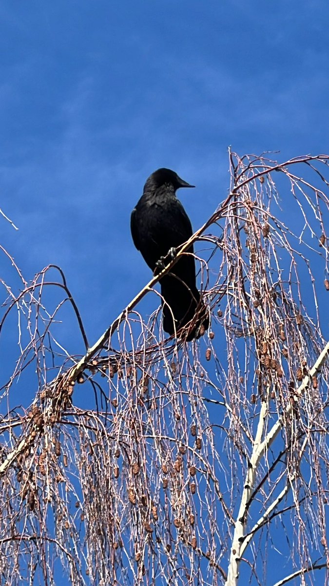 CalgaryResponse's tweet photo. Well I’ll be!!! 🥳🎉🎈

Looks who is back after their 3rd migration after losing half a bill!!  It’s #HalfBillBruce!!!  Welcome back, Bruce and Betty!!!! Welcome back!

#yyc #Calgary https://t.co/a7fBwizEqs