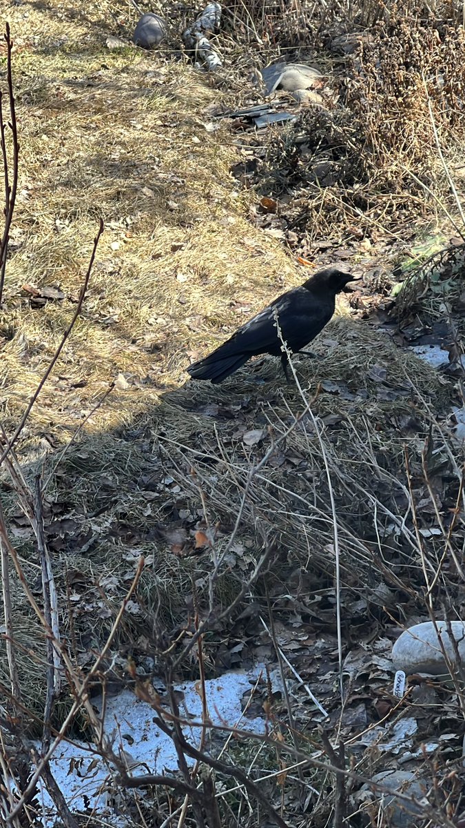 CalgaryResponse's tweet photo. Well I’ll be!!! 🥳🎉🎈

Looks who is back after their 3rd migration after losing half a bill!!  It’s #HalfBillBruce!!!  Welcome back, Bruce and Betty!!!! Welcome back!

#yyc #Calgary https://t.co/a7fBwizEqs