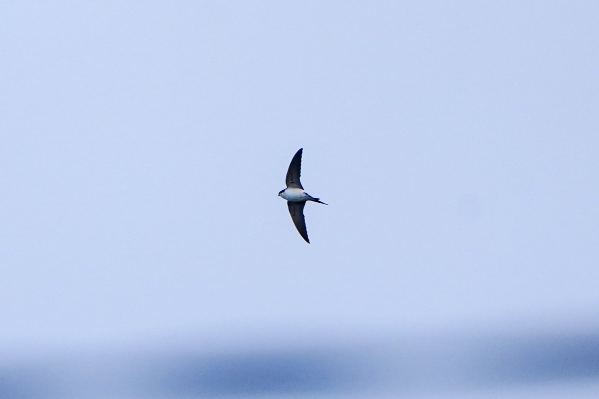 The return of the House Martins genuinely makes my heart sing Also, I'm absolutely delighted with this photo #ThePhotoHour #Biodiversity #Ireland