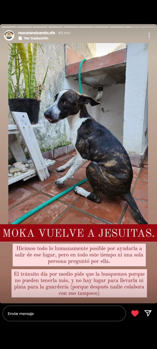 Miren esta Carlottita en situación URGENTE .. 😔 se queda sin lugar donde estar !! Necesita hogar de tránsito o definitivo en Santa Fe capital o alrededores. Rescatada por Pilar, quien rescató a Livia, Chela, Ivar .. y cientos más 💔 difundimos?