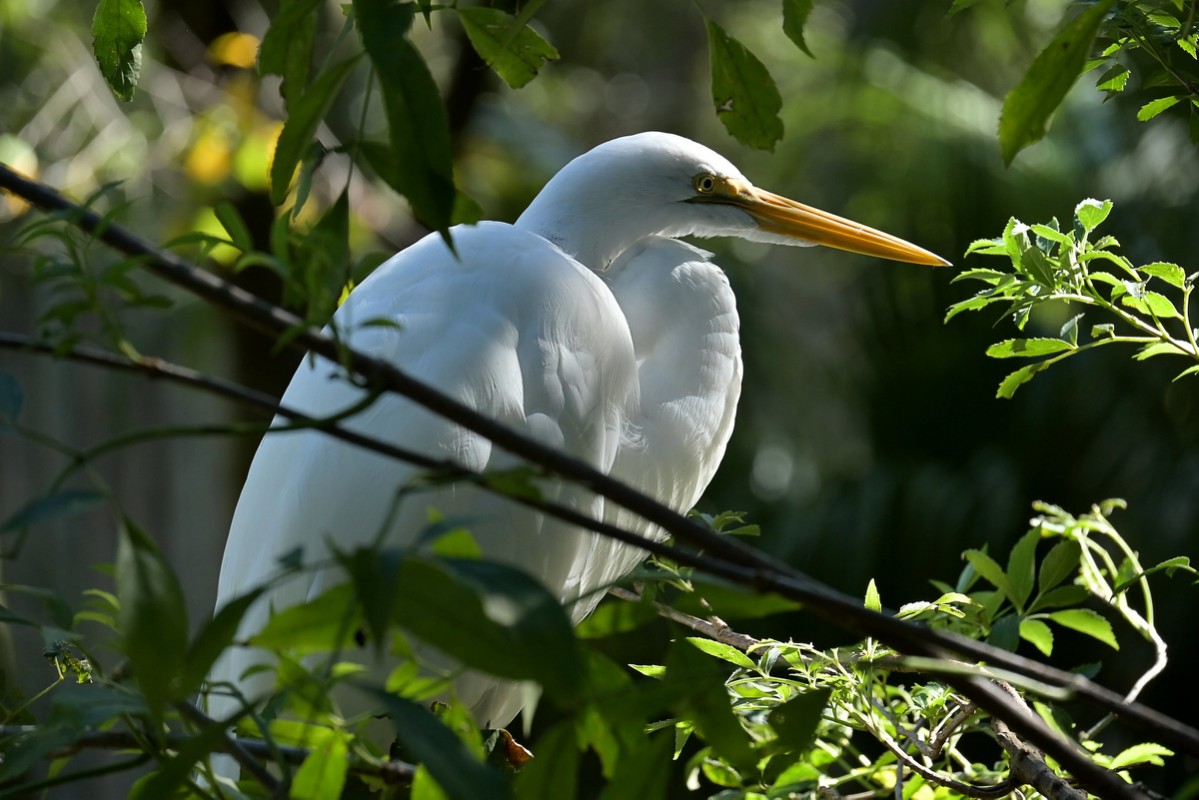 ShapeFuture's tweet photo. White #plumage in the green.
Taken at #Homosassa Springs Wildlife State Park, #Florida.
#Nikon #Zfc @ThePhotoHour
https://t.co/qXt76mYqaq https://t.co/sAnxpCdd04