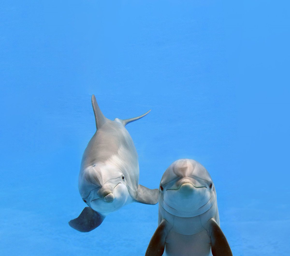 @DolphinDiscovery, marca de hábitats para la interacción con mamíferos marinos de la familia The Dolphin Company, operador de parques de presencia mundial, anunció en conferencia de prensa que a través de su programa...

lc.cx/v5yLr7