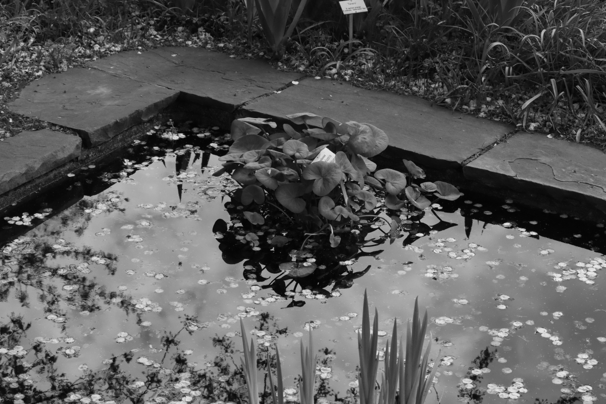 #photo #photography #blackandwhite #pond #plants #flowers #Fotografie #blackandwhitephotography #monochrome