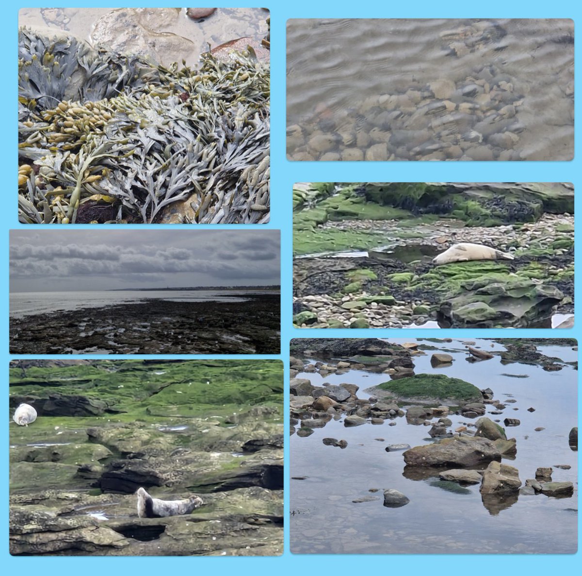 #GoodnightTweetHearts  away early tonight. Enjoy the rest of your evening/day. A few more photos of my day at Whitley Bay, Take care #sweetdreams  #SaturdayFeeling  #WhitleyBay  #YoungSeals #lovelyday