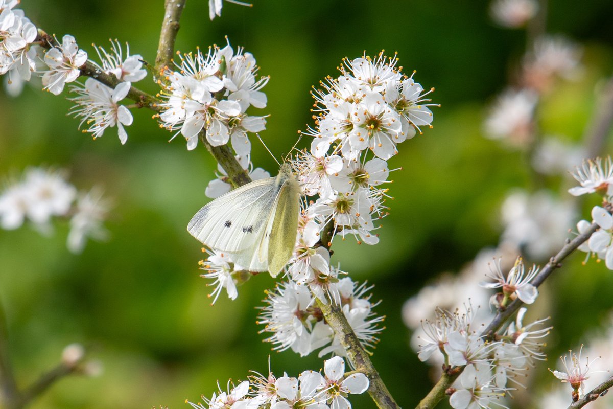 Peacock and Small White feeding from Blackthorn blossom in South Leicestershire this morning.