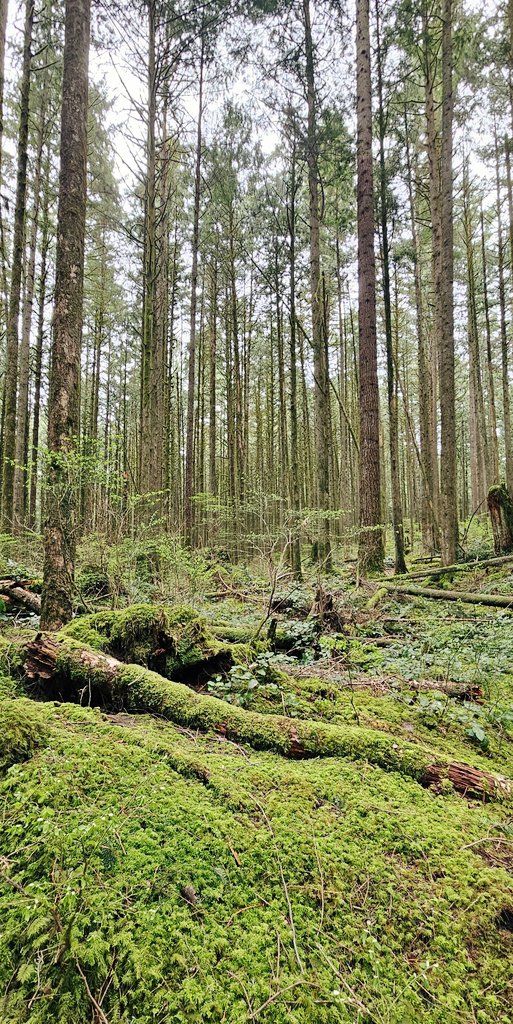 B.C.'s forests; steeped in pure freshness, tranquility, and the feeling of freedom that the strength, clarity, and depth open spaces inspire. #outdoors #SaturdayVibes