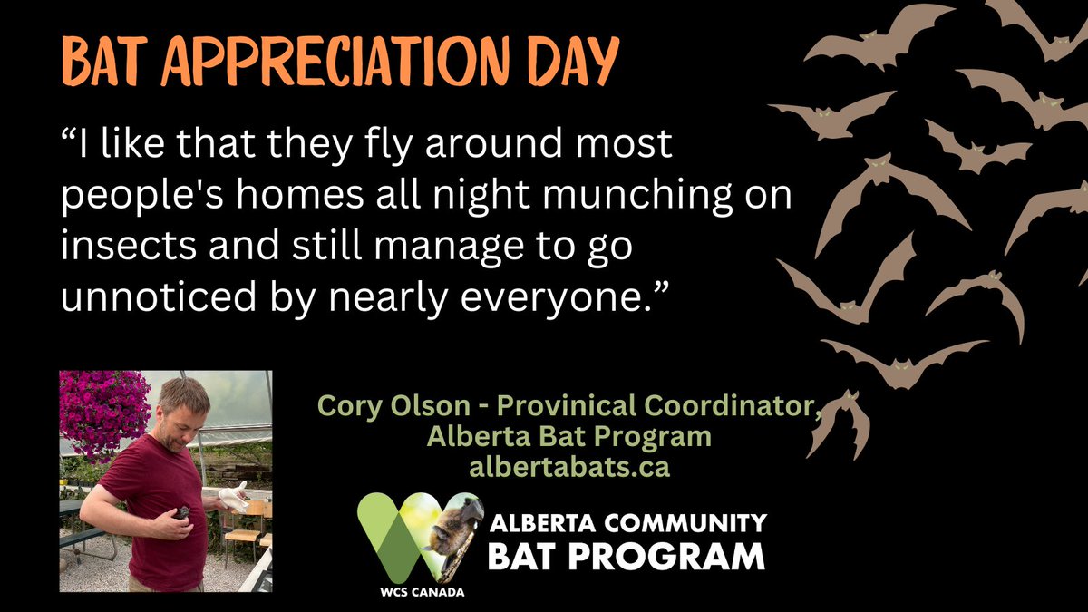 albertabats's tweet photo. How does the #BatTeam appreciate bats? We are taking time for #BatAppreciationDay2024 to relay some thoughts. #BatsNeedFriends #WeStandForBats https://t.co/u1QyIP79HK