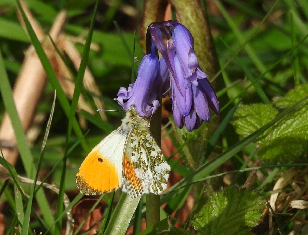 My first Orange-tip of the year at Muckleburgh Hill closely followed by many many more everywhere I went today
