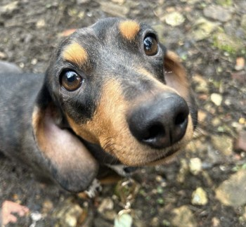 🆘7 APR 2024 #Lost HARLOW #ScanMe Black & Tan Dapple Dachshund: Miniature Female Wearing White, Pink and Black bow. #Wicklewood #Norfolk #NR18 doglost.co.uk/dog-blog.php?d…