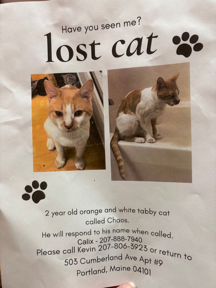 Furries!! 📢 As you wander around Portland - keep your eyes on the lookout for this little kitty. 🥺💚 The owners have been handing these flyers out, and it would be incredible if we could at least get the word out. 🐈