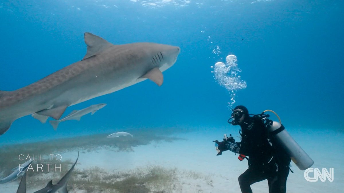🦈 How can tiger sharks help scientists map ocean ecosystems? Our Scientific Advisor, and CEO of @beneaththewaves, @DrAustinG filmed a great segment with @CNN for their Call to Earth series.  

Watch it here and tell us what you found most interesting: bit.ly/4cWPQd5