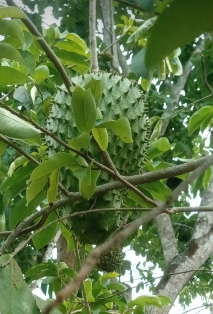 Yajaira72168403's tweet photo. De mi patio, le falta poco para recogerla,si saben que fruta es!? https://t.co/qjrtClGnbM