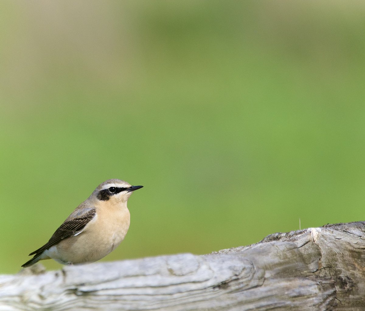 On a balmy spring day at @RSPBRainham, Wood Warbler - the first for the site (and my first for London) - Sedge, Reed, Garden and Cetti’s Warblers, Chiffchaff, Blackcap and both Whitethroats were all on song. But for me the star of the show was this confiding Wheatear by the river