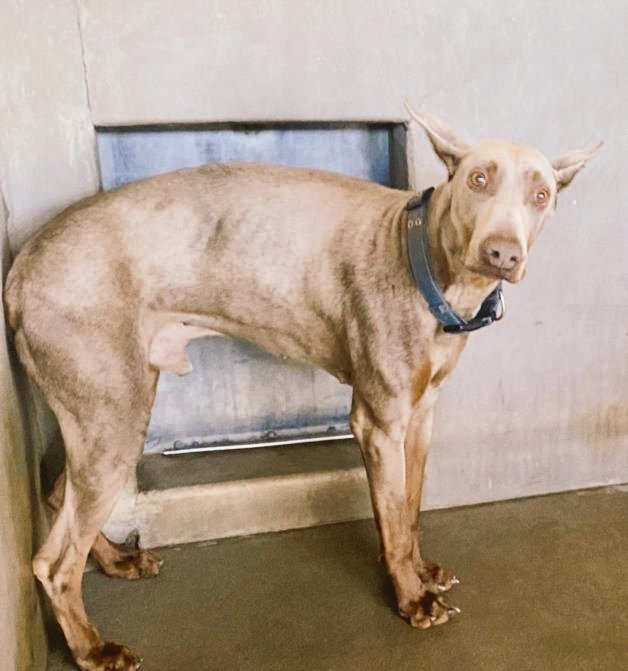 @Iza_2021 #SanBernardino #California #USA NO NAME. A Beautiful #Doberman who's been severely neglected 😥 🚑 PLEASE #Pledge for #Rescue & medical #FOSTER to SAVE & LOVE this precious pup 😇🚑