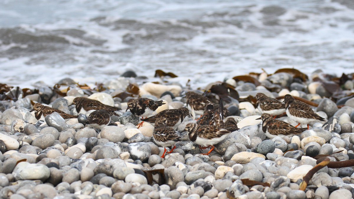 Our first Dunlin of the spring today - just a couple of days later than in the last few years. Also getting stuck into the strandline in Mill Bay were 38 Ruddy Turnstones, a new high score! Other wader highlights included the year's first Whimbrel and a Common Sandpiper
