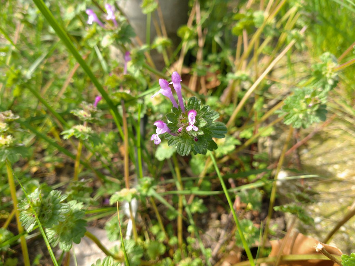 Hoenderbeet, daar word ik gewoon heel blij van! 😊