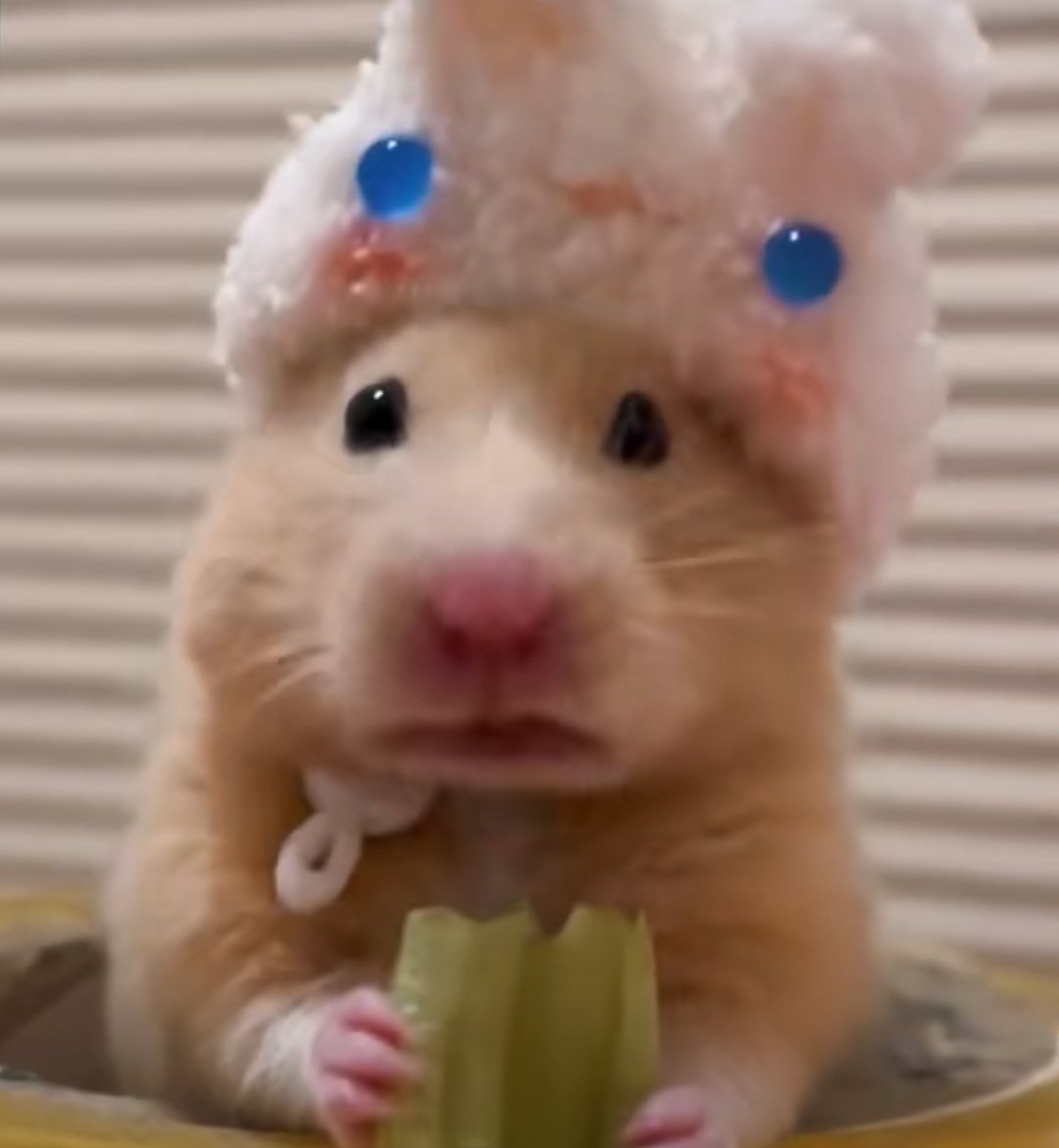 an-chan said i looked like this hamster... i don't see it ? but shinonome kun laughed so i question if i really do.
