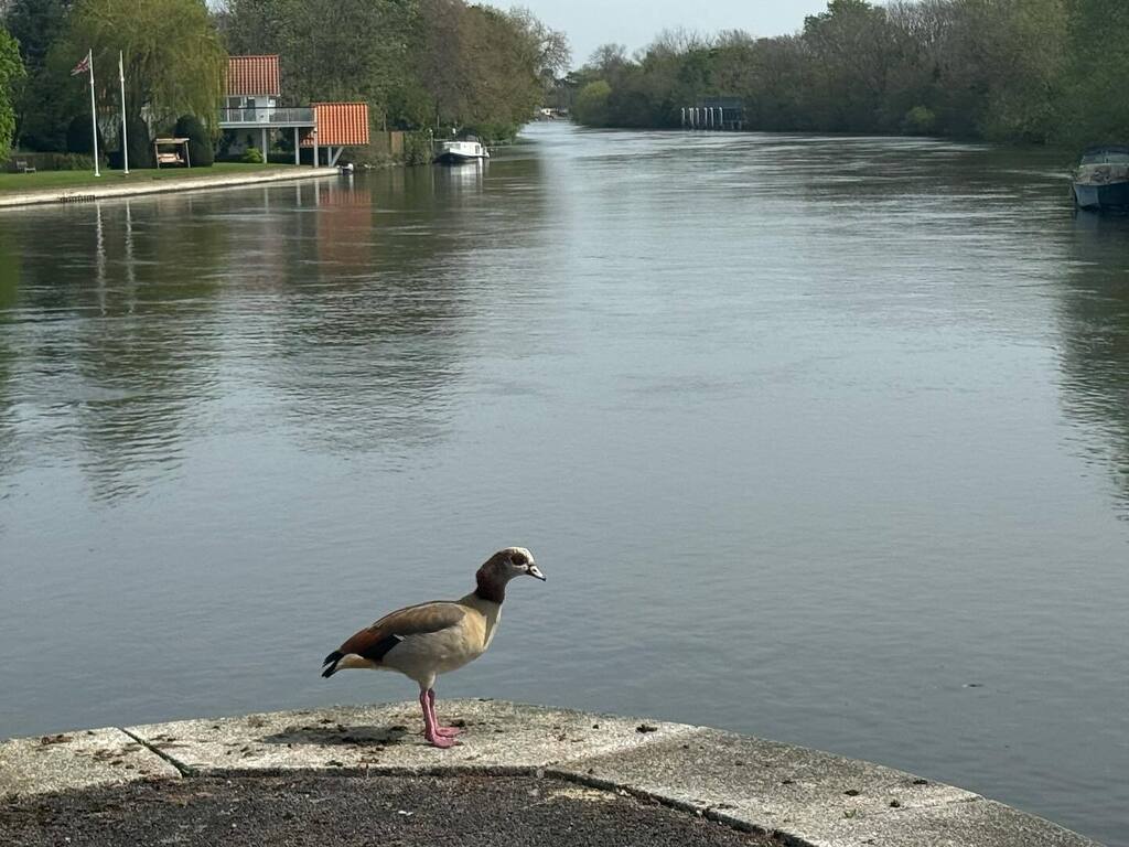 Timothy_Hughes's tweet photo. Sunbury Lock #sunbury #sunburylock #riverthames #thamesriver #Saturday #saturdaycycle #thamespath #cycle #cyclelife #bike #bikeride #bicycle #bicycles #bicycling #riverlock #surrey #surreylife #spring #springishere #springishere🌸 #springweekend #weekend https://t.co/YztqmnL9EQ https://t.co/EpWIy44z9o
