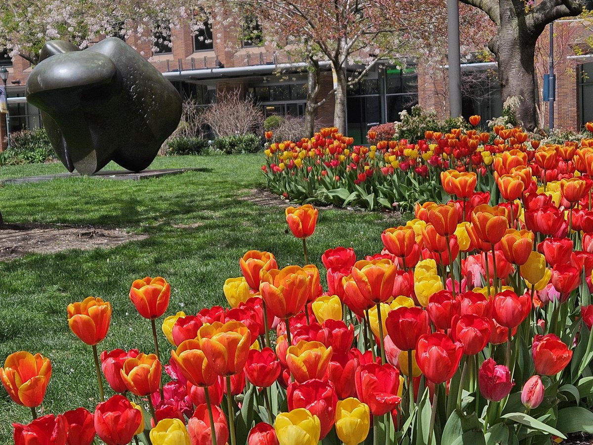 Have you visited #CretPark to see the beautiful blooming tulips? 🌷