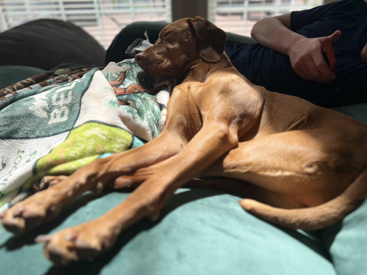 Best kind of Saturday: vegging out all day with nothing scheduled 😴 💤 #vizsla