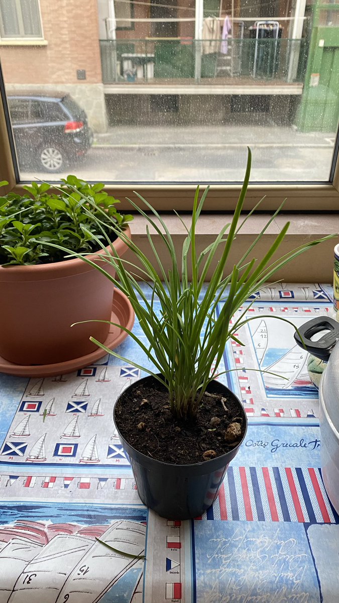 ilVentodOriente's tweet photo. We are working on the herbs for our culture (our favourite so far are sage, dill and cilantro), and we noticed that Chinese cuisine basically has only two aromatic herbs: cilantro and garlic chives (the plant you see here). https://t.co/sCGCqrHwML