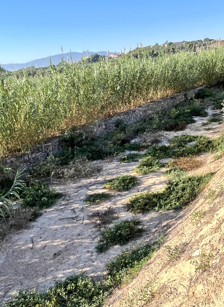 Tenemos que tener claro que el entubamiento que muestra la foto es un atentado al patrimonio natural e histórico de los murcianos. Un robo. #MurciaDesentuba