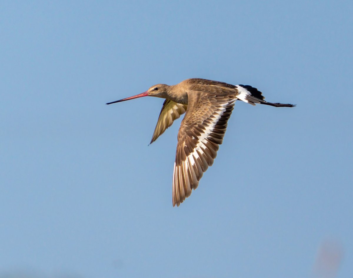 ÇAMUR ÇULLUĞU

Black- tailed Godwit

#trakus #birding_photography #birdingantalya #birdsofinstagram #nut_about_birds #kuş #bird #birdsonearth #1x  #blacktailedgodwit #blacktalied #çamurçulluğu