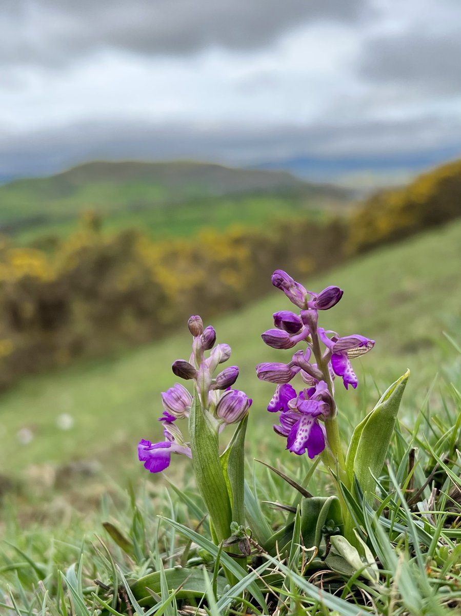 Overcast skies and heavy showers could not dampen my joy at seeing my first #orchids of the year today! In North Wales, the gorgeous Green-winged Orchids, Anacamptis morio are just starting to open! 😍