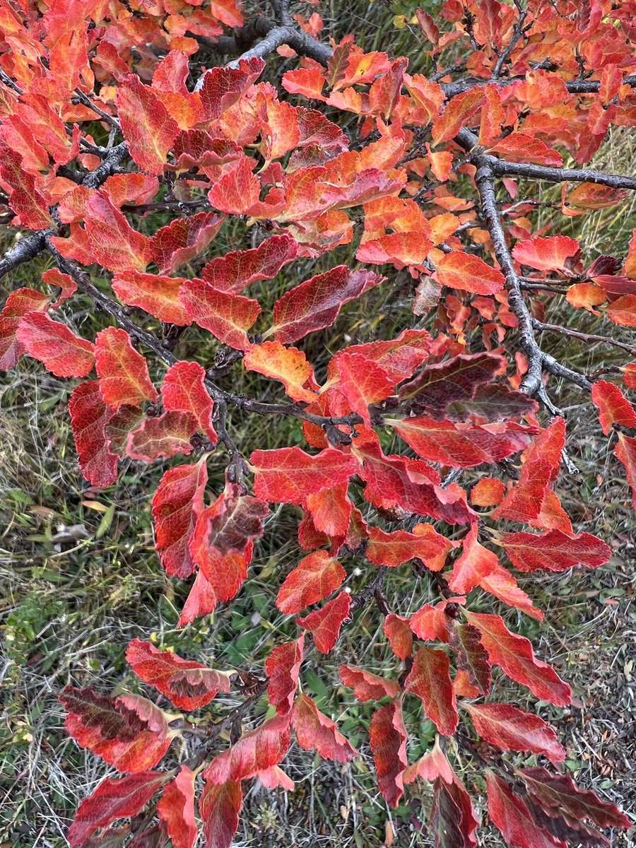 Otoño en #PuntaArenas