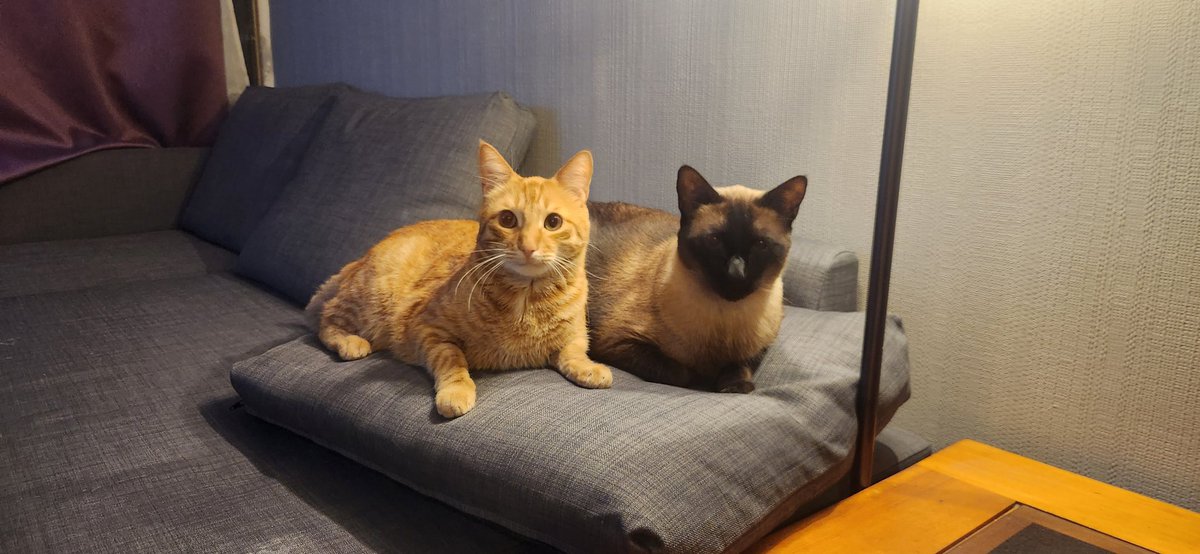alebeln's tweet photo. @twaniimals Roshi y Rudi https://t.co/2FJLHAfROr