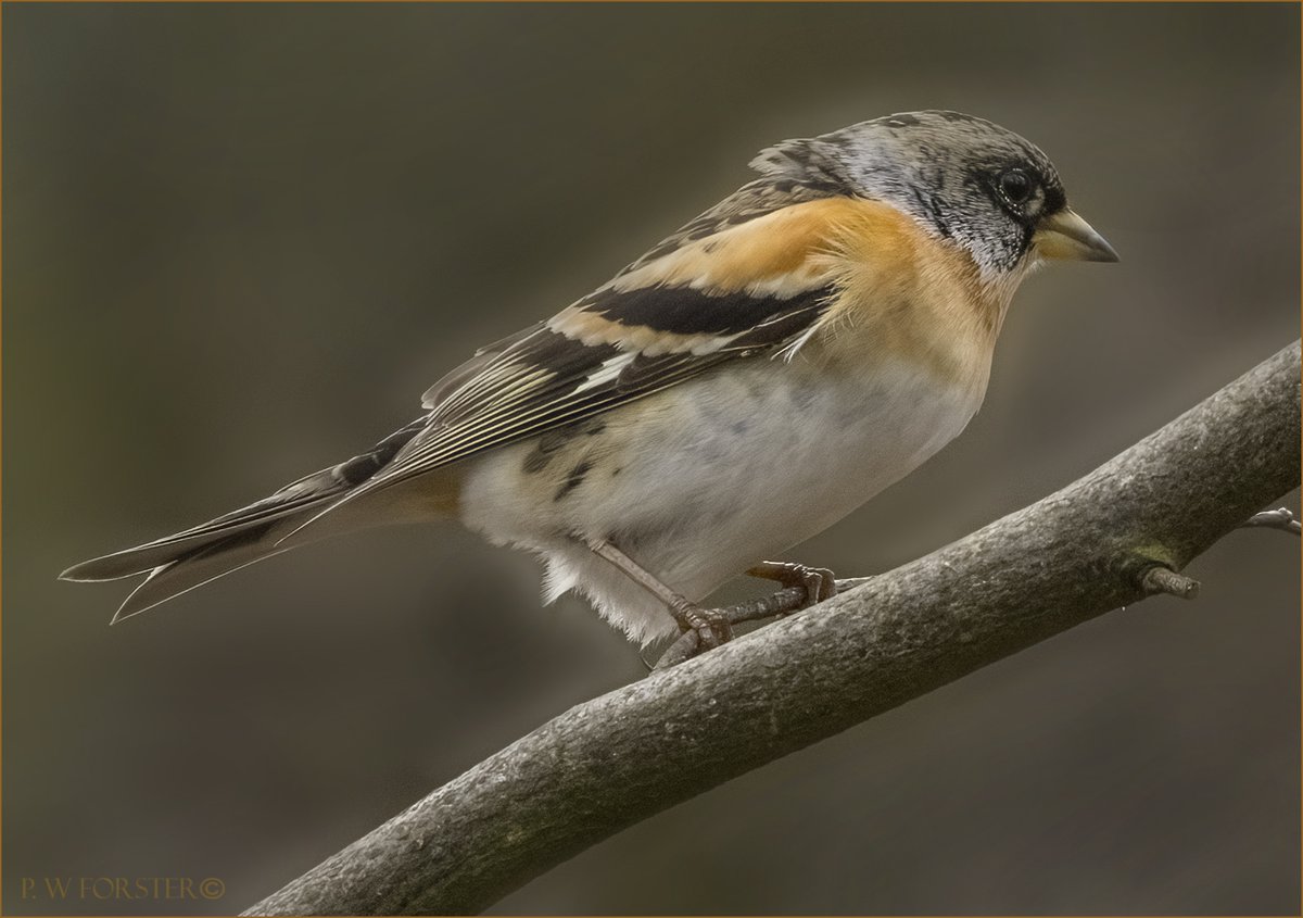 Brambling at Lockwood today Willow warbler at Margrove as well as Chiffchaff. @teesbirds1 @WhitbyNats @clevelandbirds @teeswildlife @DurhamBirdClub @TeesmouthNNR @RSPBSaltholme @YWT_North @YorksWildlife @NTBirdClub @WildlifeMag @Natures_Voice @wildlife_uk