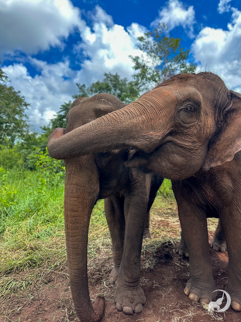 Maia shows tender care as she reaches around Bambi's face to gently touch the healing sore on her cheek. Their growing friendship, and Maia's returned joy, has officially touched hearts around the world. 💚 It's another moment that proves the healing power of sanctuary.