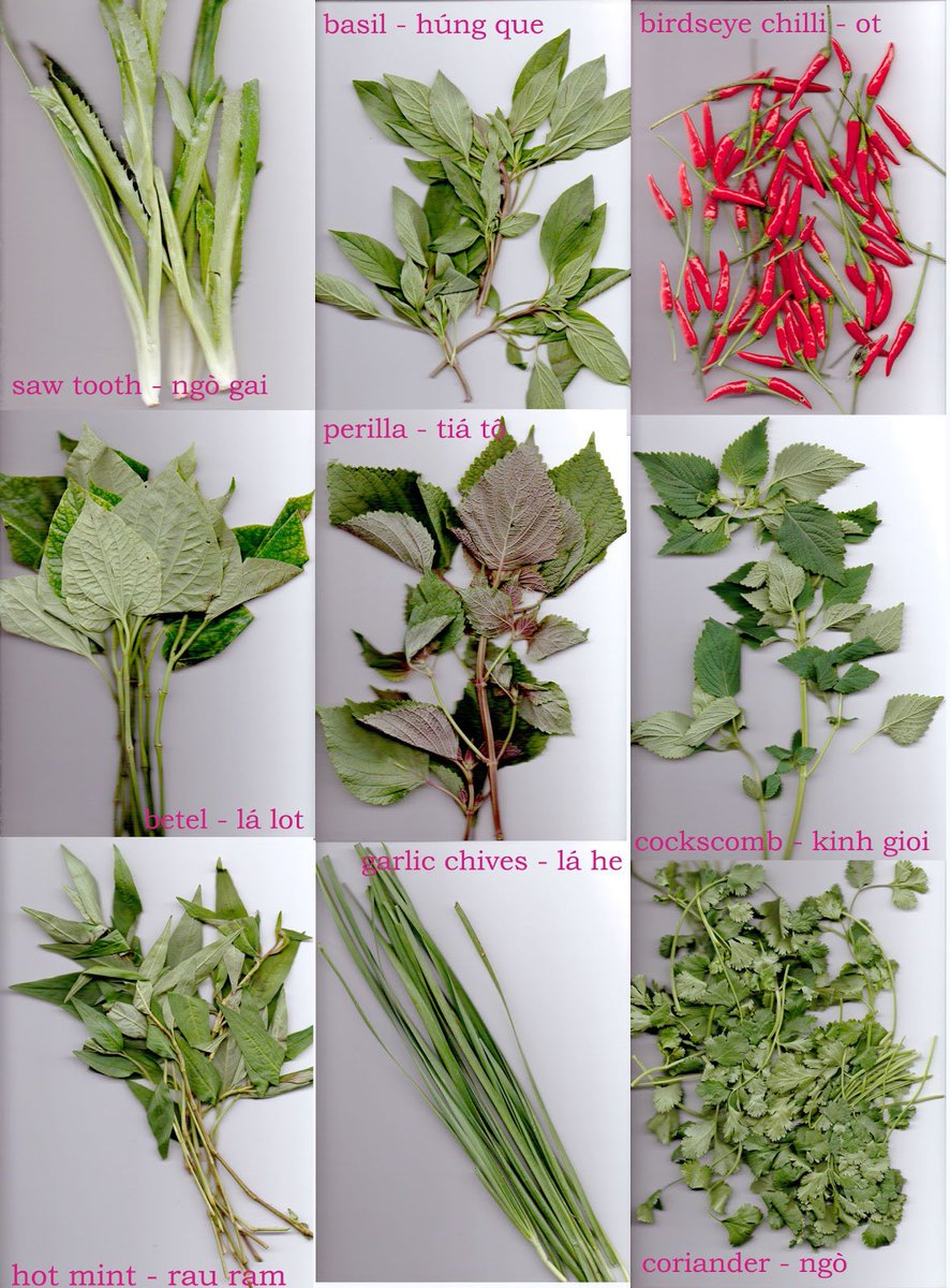 ilVentodOriente's tweet photo. But we would like to grow South-East Asian herbs too, because we like a lot the Vietnamese cuisine. https://t.co/HHmlDMcZlJ
