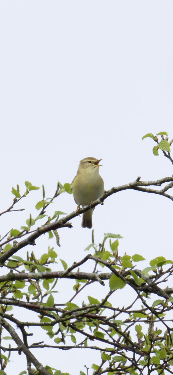 Wren and Blackcap Exminster Cirl Bunting Labrador Bay Willow Warbler Ideford Common. Lots of singing going on. @RSPBExeEstuary @Natures_Voice @Britnatureguide @SEDwildlife #devon #birdphotography #birdwatching